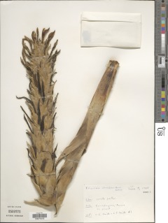Pitcairnia atrorubens image