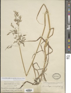 Torreyochloa pallida var. pauciflora image