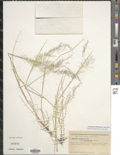 Image of Agrostis avenacea