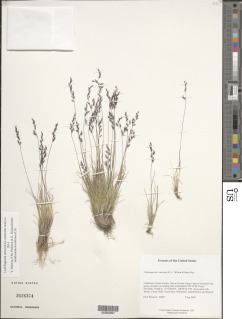 Calamagrostis muiriana image
