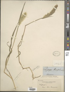 Polypogon monspeliensis image