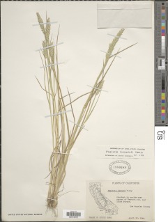 Phalaris lemmonii image