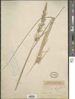 Calamagrostis nutkaensis image