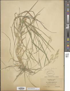 Agrostis pallens image
