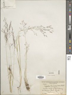 Image of Agrostis hyemalis