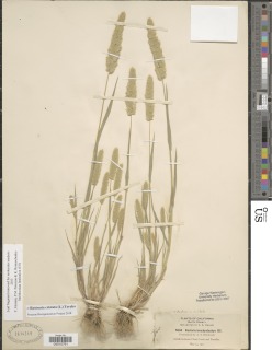 Koeleria gerardi image