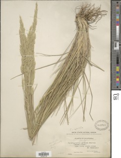Calamagrostis ophitidis image