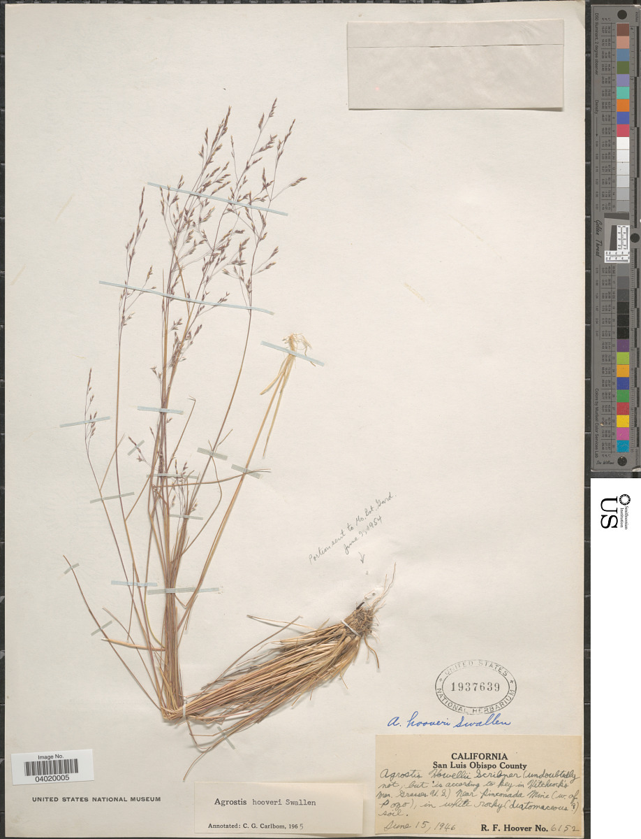 Agrostis howellii image