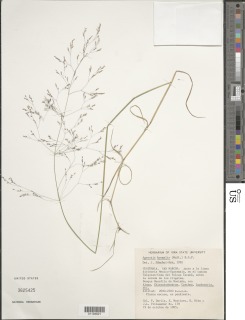 Image of Agrostis hyemalis