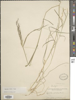 Agrostis hallii image