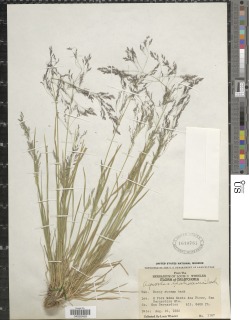 Agrostis idahoensis image