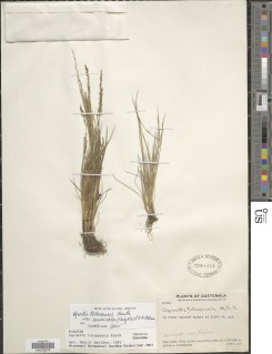Image of Agrostis tolucensis
