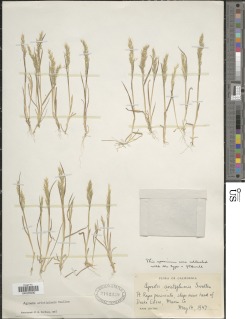 Agrostis microphylla image