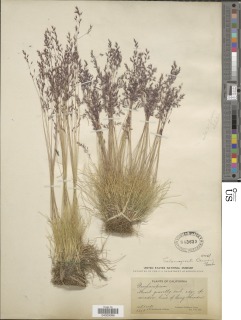 Calamagrostis muiriana image