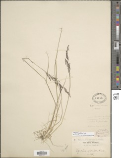 Agrostis pallens image