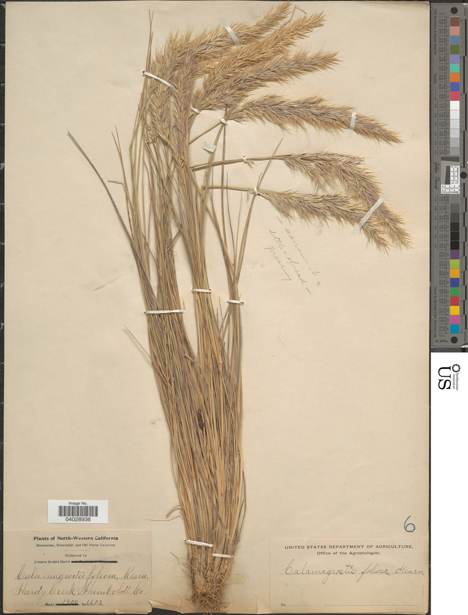 Calamagrostis foliosa image