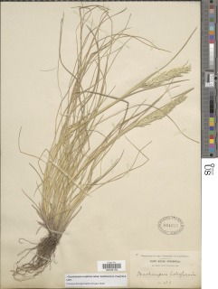 Deschampsia cespitosa subsp. holciformis image
