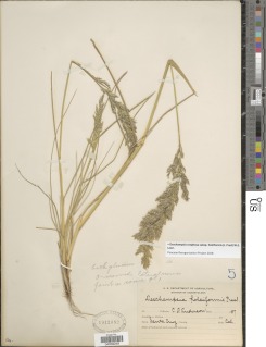 Deschampsia cespitosa subsp. holciformis image