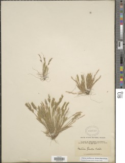 Festuca octoflora image