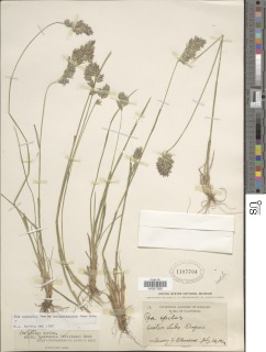 Poa cusickii subsp. purpurascens image