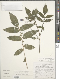 Solanum agrimonifolium image
