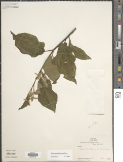 Solanum subinerme image