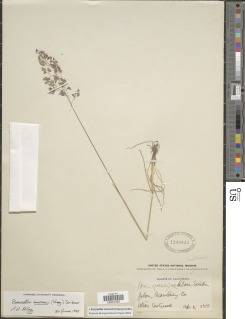 Puccinellia lemmonii image