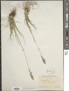 Poa cusickii subsp. pallida image