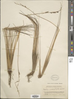 Festuca macrophylla image