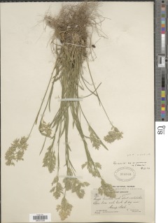 Poa cusickii subsp. purpurascens image