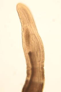 Image of Tubulanus pellucidus