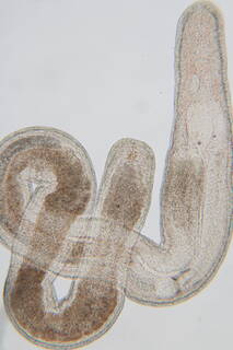 Ototyphlonemertes parmula image