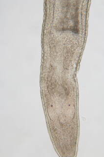 Image of Ototyphlonemertes macintoshi