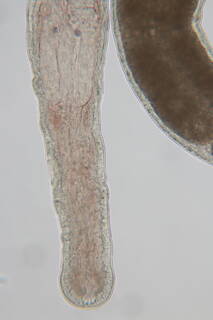 Ototyphlonemertes parmula image