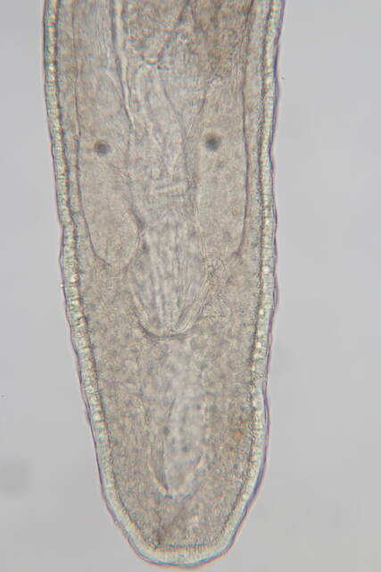 Ototyphlonemertidae image