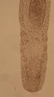 Image of Ototyphlonemertes duplex