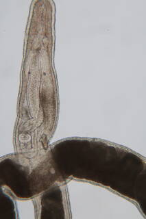 Image of Ototyphlonemertes parmula