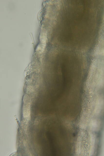 Saccocirridae image