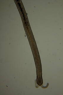 Image of Claudrilus ovarium