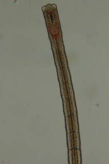 Image of Protodrilus oculifer