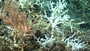 Madrepora oculata image