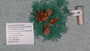 Desmophyllum dianthus image