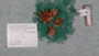 Desmophyllum dianthus image