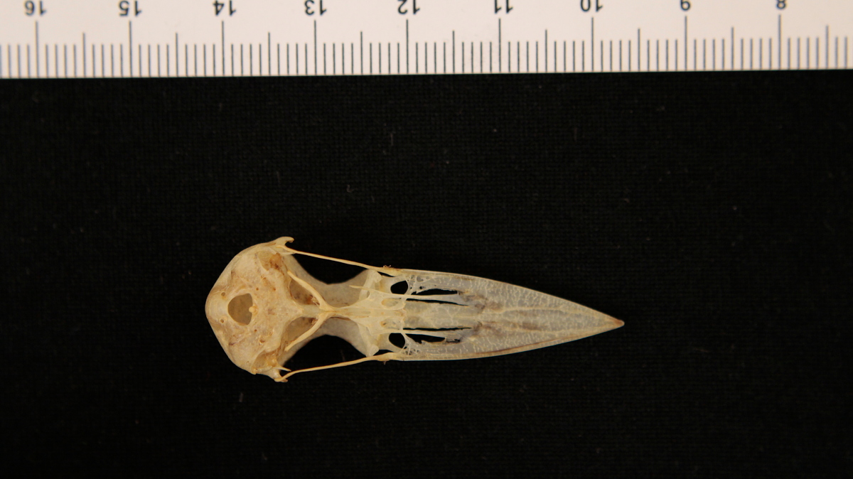 Onychorhynchus coronatus mexicanus image