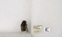 Xylocopa aeneipennis image
