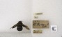 Xylocopa aeneipennis image