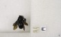 Xylocopa auripennis subsp. auripennis image