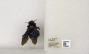 Xylocopa auripennis subsp. auripennis image