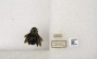 Xylocopa cearensis image