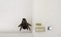 Xylocopa cearensis image